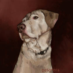 Pet Portrait: Gibs