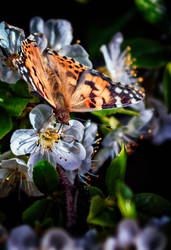 A Painted Lady on a Cherry Blossom