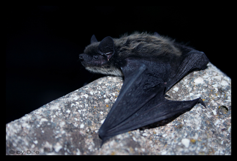 Pipistrellus Pipistrellus 2