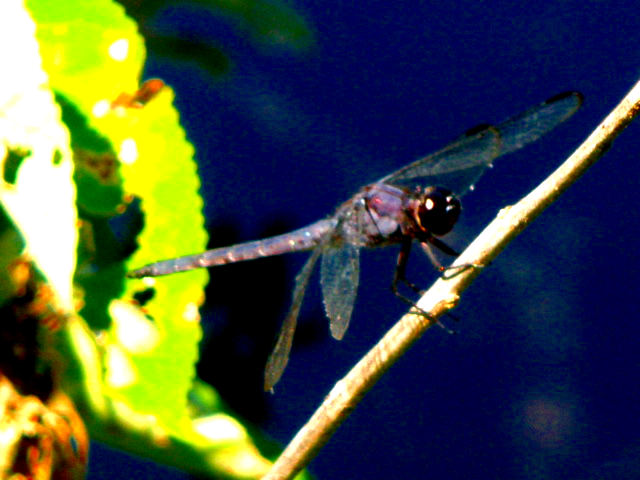 dragonfly