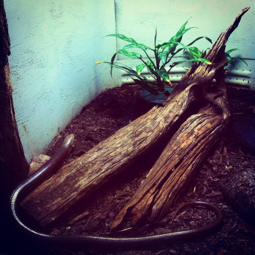 legless lizard by misspepita on DeviantArt