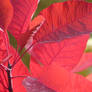 cotinus