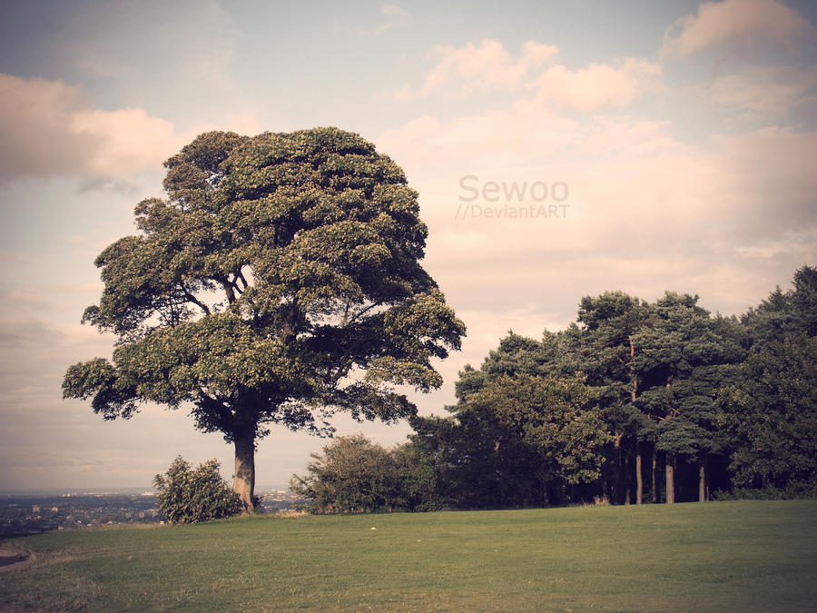 treeeee by Sewoo on DeviantArt
