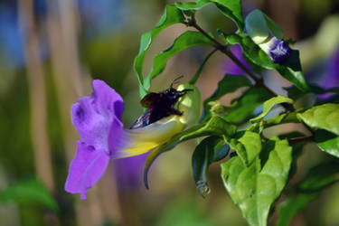 Flor e Abelha 004