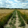 Field's Path