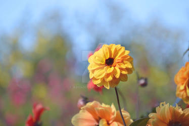 Yellow Flower