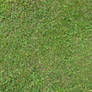 Grass Texture