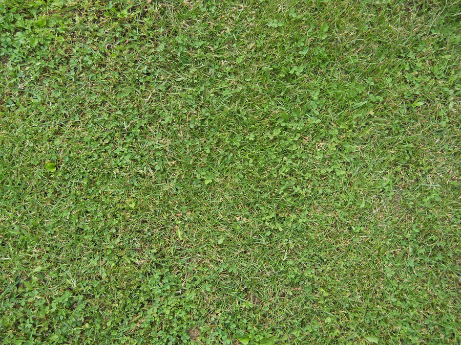 Grass Texture