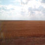 Wheat field