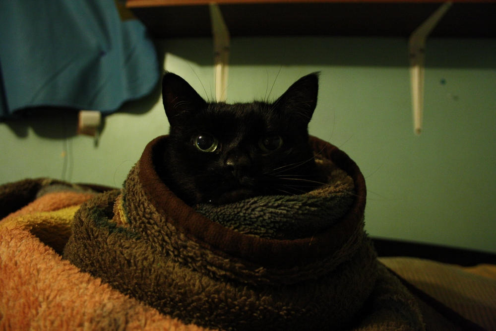 Kitty in a blanket