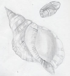 Shell Sketches