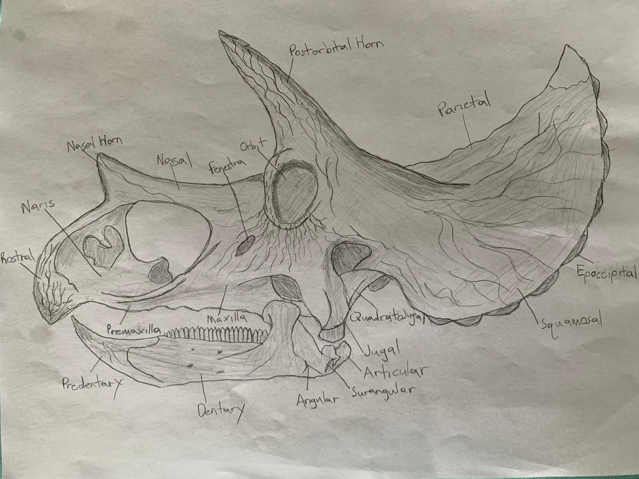 Skull Anatomy Of Triceratops By JParkLover On DeviantArt skull-anatomy-of-triceratops-by-jparklover-on-deviantart