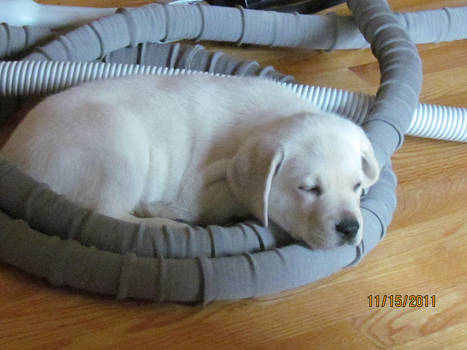 puppy sleeping in a vaccum coil