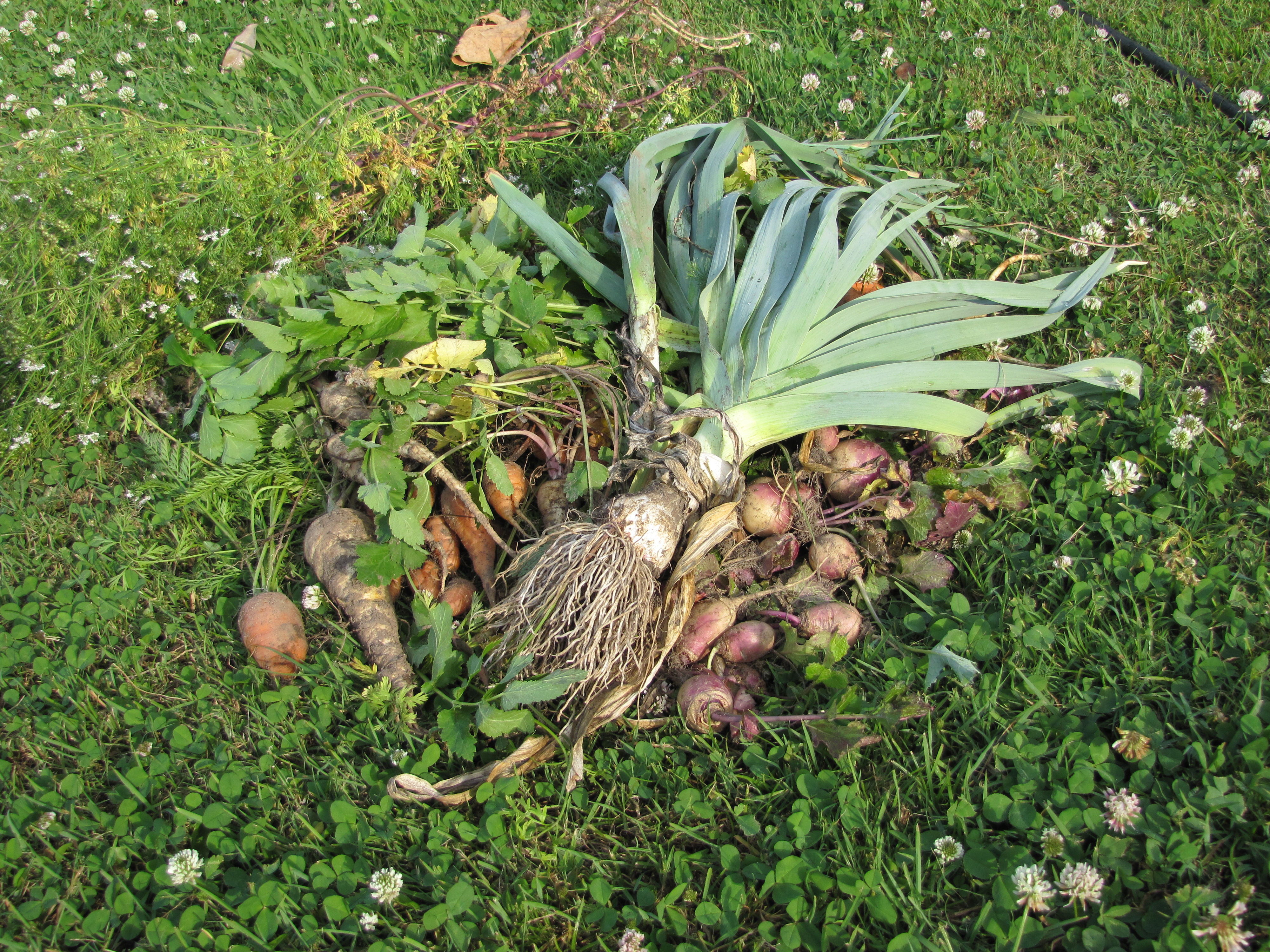 Produce on the lawn