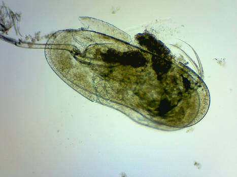 Ostracod