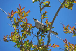 Northern Mockingbird