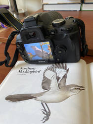 Northern Mockingbird Identification