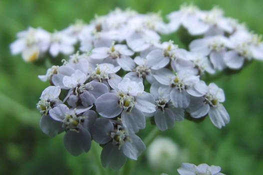 Queen Anne's Lace