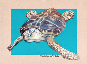 Sea Turtle