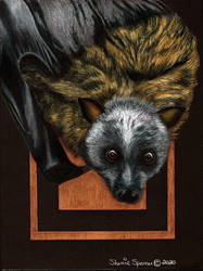 Australian Grey-faced Fruit Bat