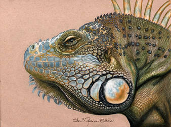 Green Iguana