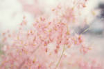 Whisper of morning by HBisnt