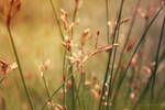 Golden Spring by HBisnt
