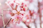 Filled with pink by HBisnt