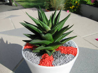 Haworthia Limifolia 2008