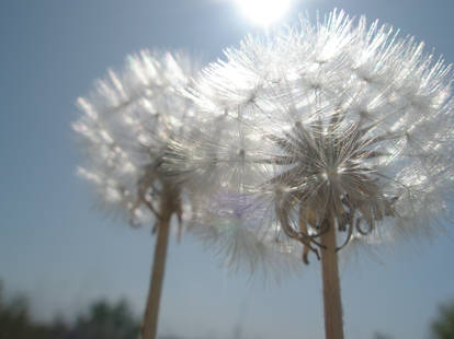 air dandelion