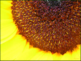 Sunflower 5