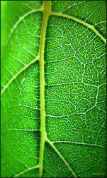 Sunflower Leaf