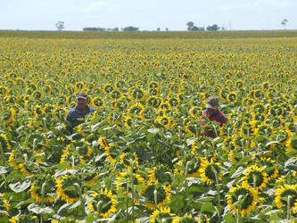 Farmers walking through the Sunflower field Pt1