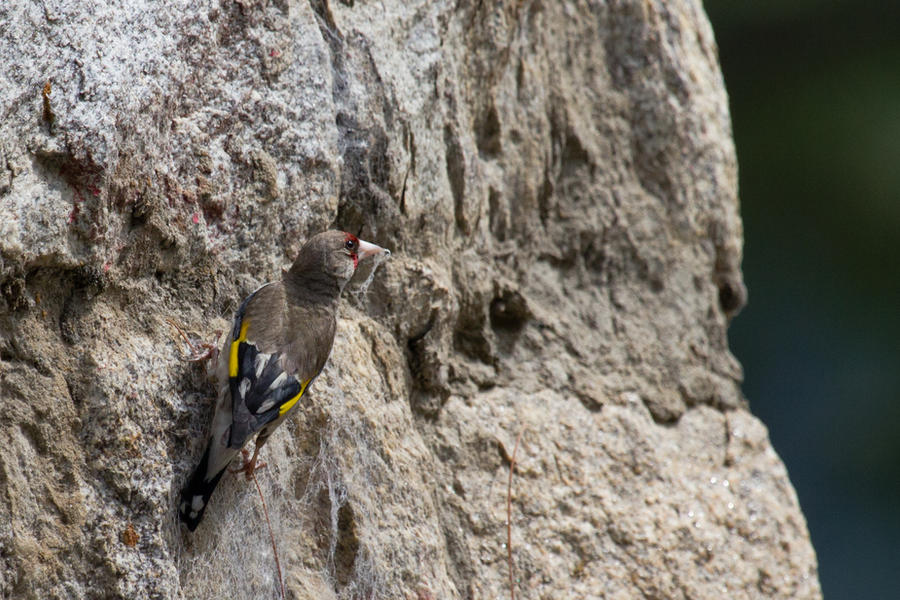 Climber