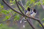 A tail of two Magpies by furstripe