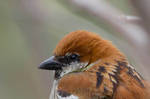 Portrait of a Sparrow by furstripe