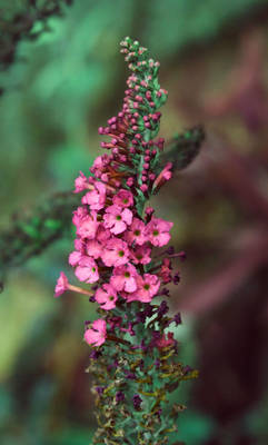 butterfly bush