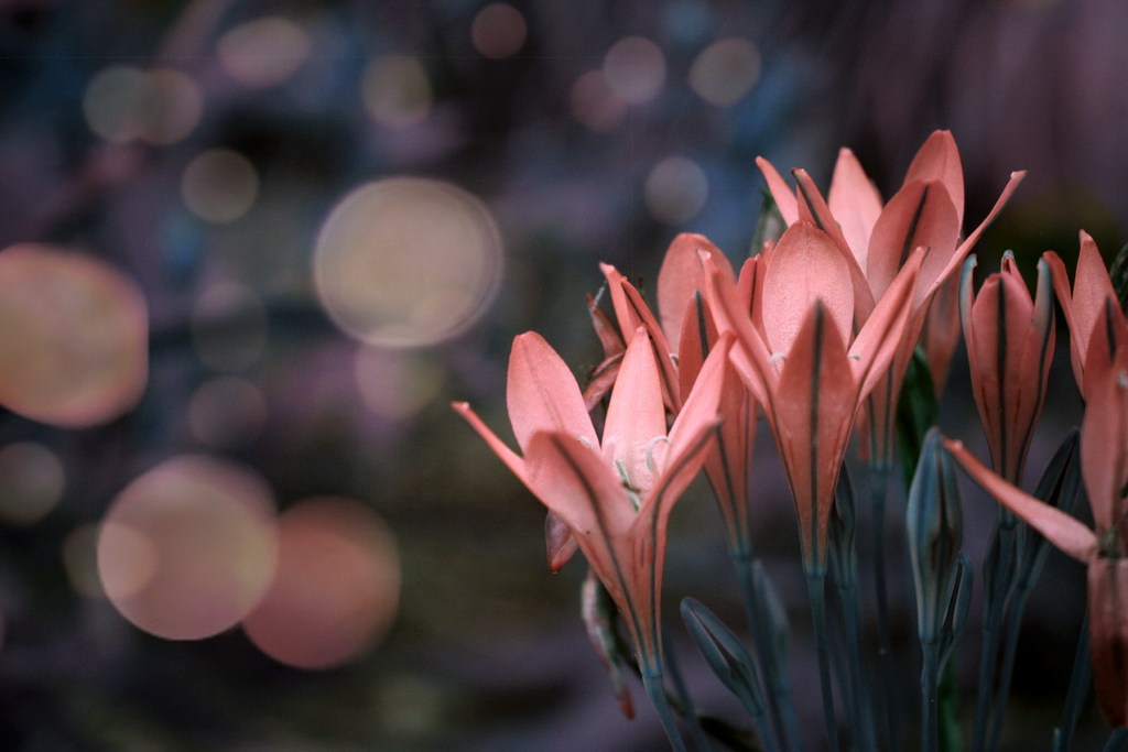 the sensual world by Nimbue
