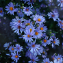 asters in twilight