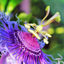 passiflora