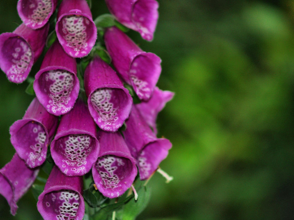 Purple Trumpets