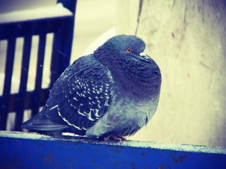 pigeon