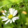 Stunning white beauty...