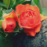 Roses II...