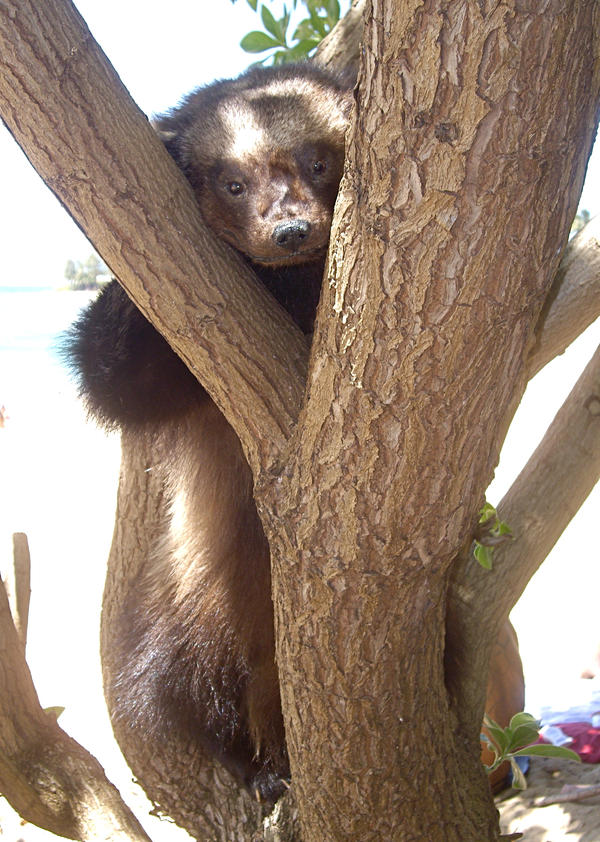 Orson 1, Tree 0