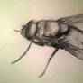 Fly sketch