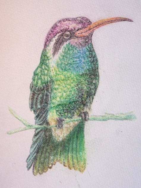 White Eared Hummingbird V 01