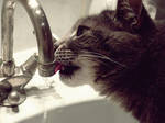 My Thirsty Cat by JustADesperateSmile