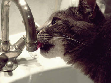 My Thirsty Cat