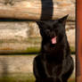 yawning black cat